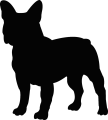 buldog francuski.png