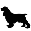 cocker spaniel.png