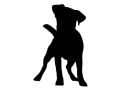 jack russell terrier.png
