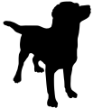 labrador.png