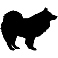 samoyed.png