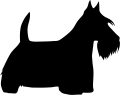 terrierszkocki.png