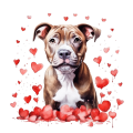 Piesek i serduszka American Staffordshire Terrier