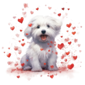 Piesek i serduszka Coton de Tulear