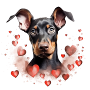 Piesek i serduszka Doberman