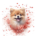 Piesek i serduszka Pomeranian