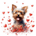 Piesek i serduszka Yorkshire Terrier