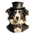 Pies garnitur i muszka Border_Collie