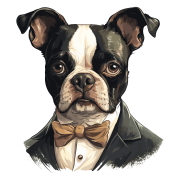 Pies garnitur i muszka Boston_Terrier