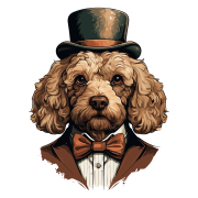 Pies garnitur i muszka Poodle