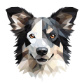 Border_Collie.png