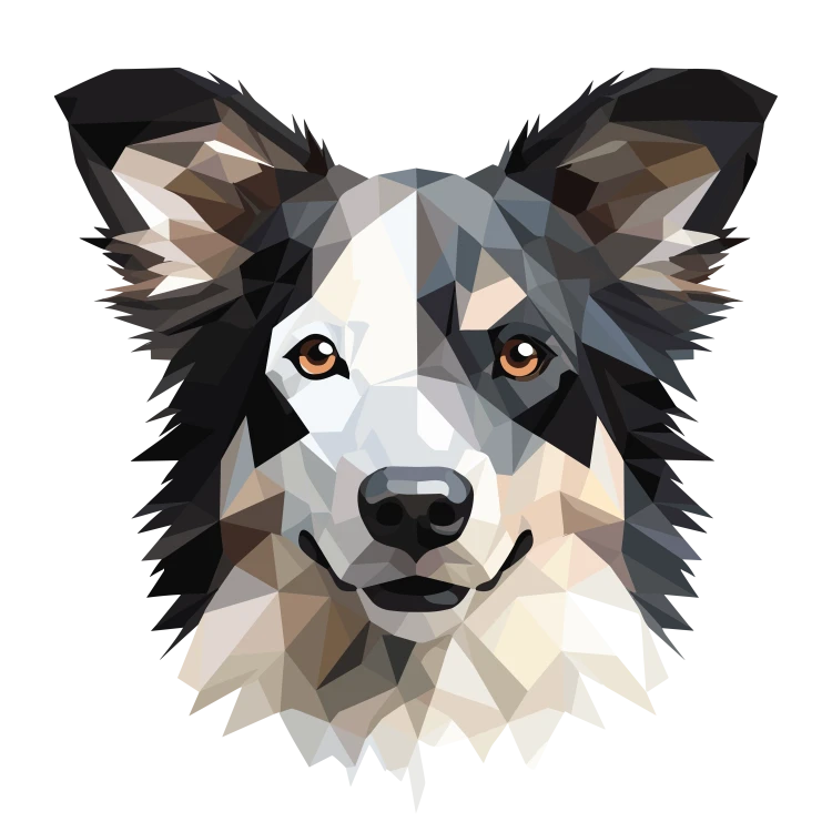 Border_Collie.png