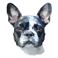 Boston_Terrier.png