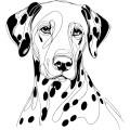 Ilustracja line art –dalmatyńczyk