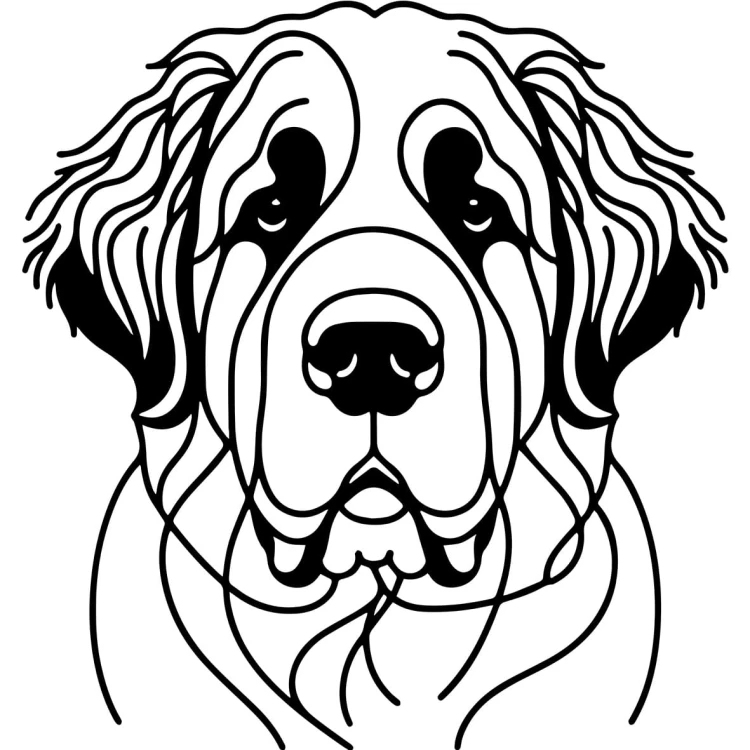 Ilustracja line art –bernardyn