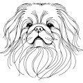 Ilustracja line art –pekińczyk
