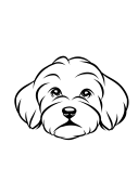 15-Bichon or Bichon frise-01.png