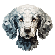 Poodle2.png