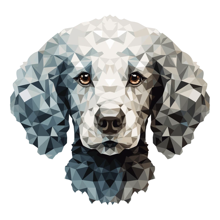 Poodle2.png