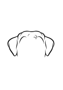 57-Havanese-04.png