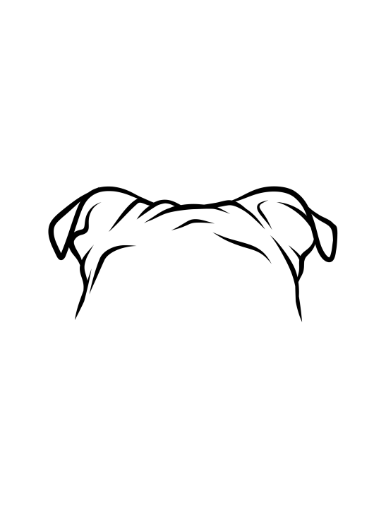 46-English Bulldog-04.png