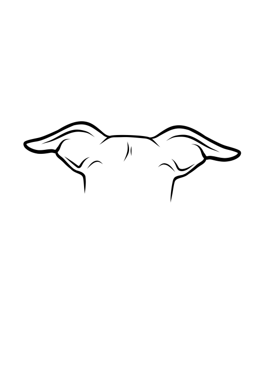 122-Whippet-04.png