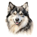 Grafika Alaskan Malamute