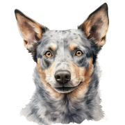 Grafika Australian Cattle Dog