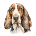 Grafika Basset Hound
