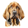 Grafika Bloodhound