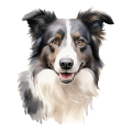 Grafika Border Collie
