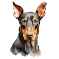 Grafika Doberman Pinscher
