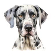 Grafika Great Dane