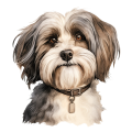 Grafika Havanese