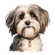 Grafika Havanese