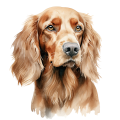 Grafika Irish Setter