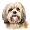 Grafika Lhaso Apso