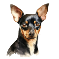 Grafika Miniature Pinscher