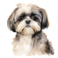 Grafika Shih Tzu