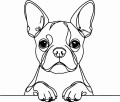 Pies w stylu line-art Boston Terrier