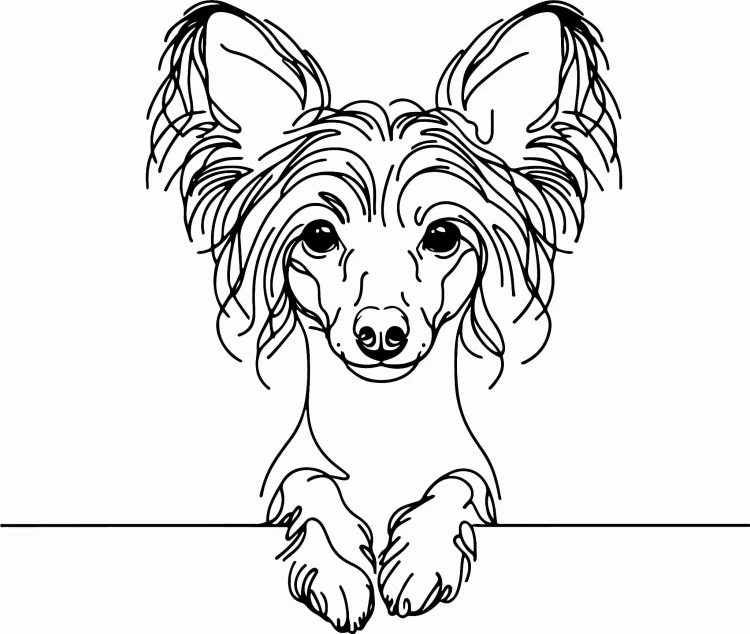 Pies w stylu line-art Chinese Crested