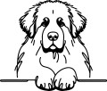 Pies w stylu line-art Newfoundland