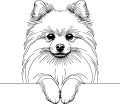 Pies w stylu line-art Pomeranian