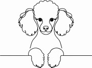 Pies w stylu line-art Poodle