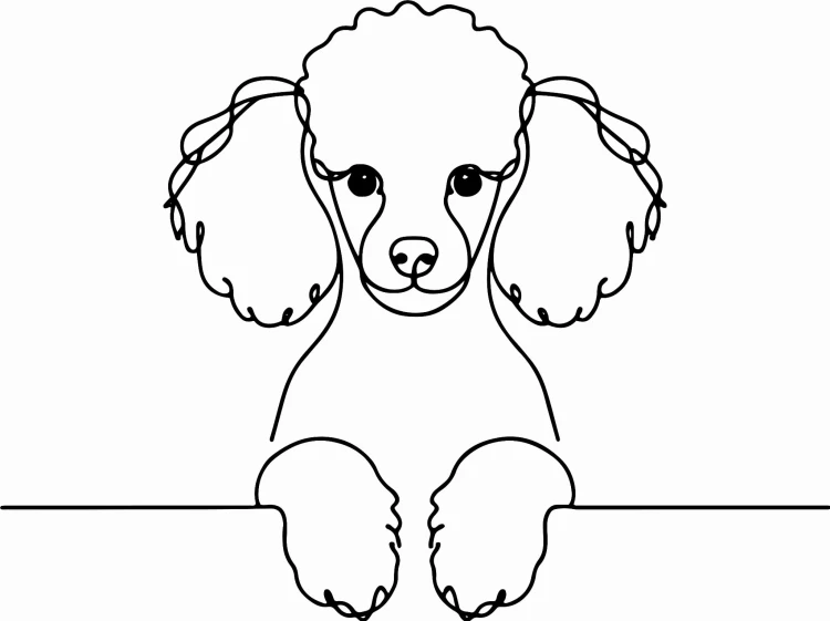 Pies w stylu line-art Poodle