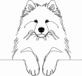 Pies w stylu line-art Samoyed