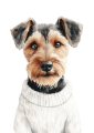 Pies w sweterku – Airedale Terrier
