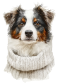 Pies w sweterku – Australian Shepherd