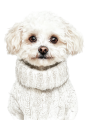 Pies w sweterku – Bichon Frise