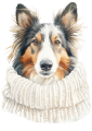 Pies w sweterku – Collie